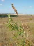 Astragalus varius. Побег и спелые соплодия. Ульяновская обл., Новомалыклинский р-н, окр. с. Высокий Колок, граница с Самарской обл., выходящая к р. Б. Авраль балка, остепнённый склон. 02.09.2023.