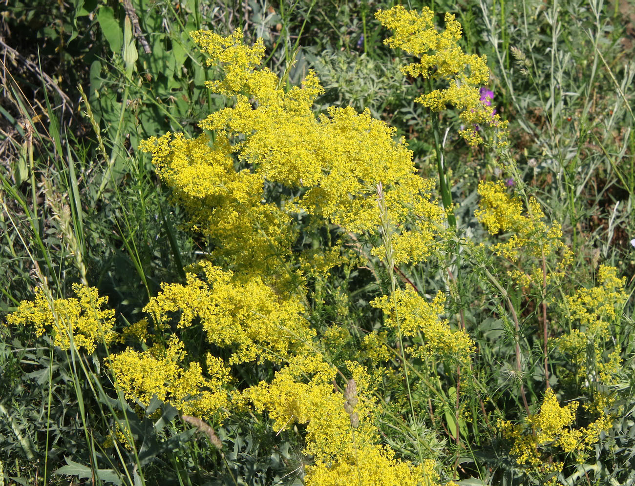 Изображение особи Galium verum.