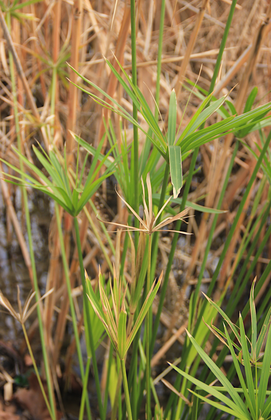 Image of Cyperus alternifolius specimen.