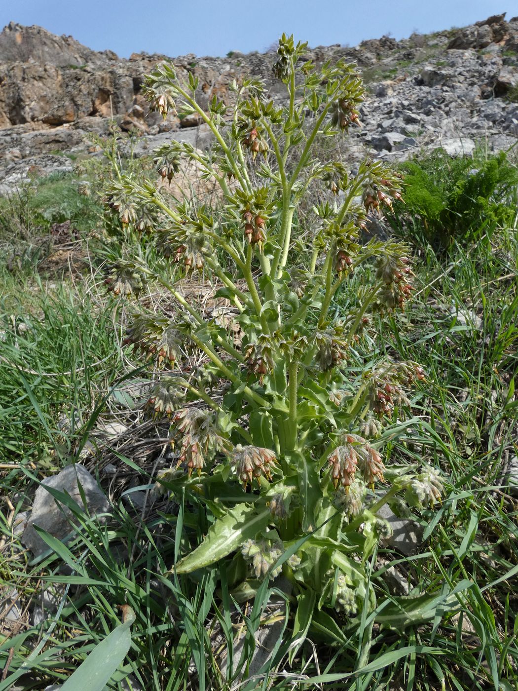 Изображение особи Rindera echinata.