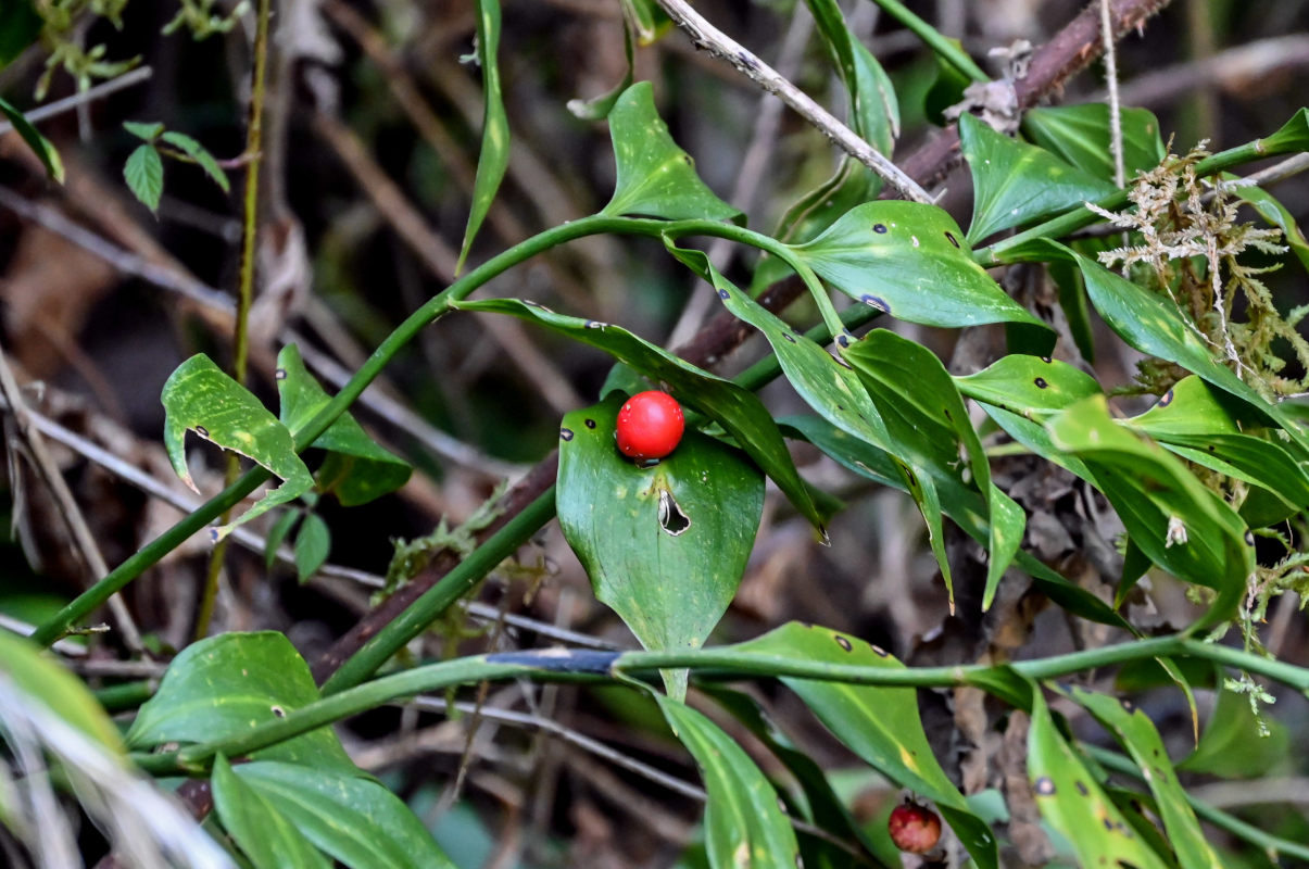 Image of Ruscus colchicus specimen.