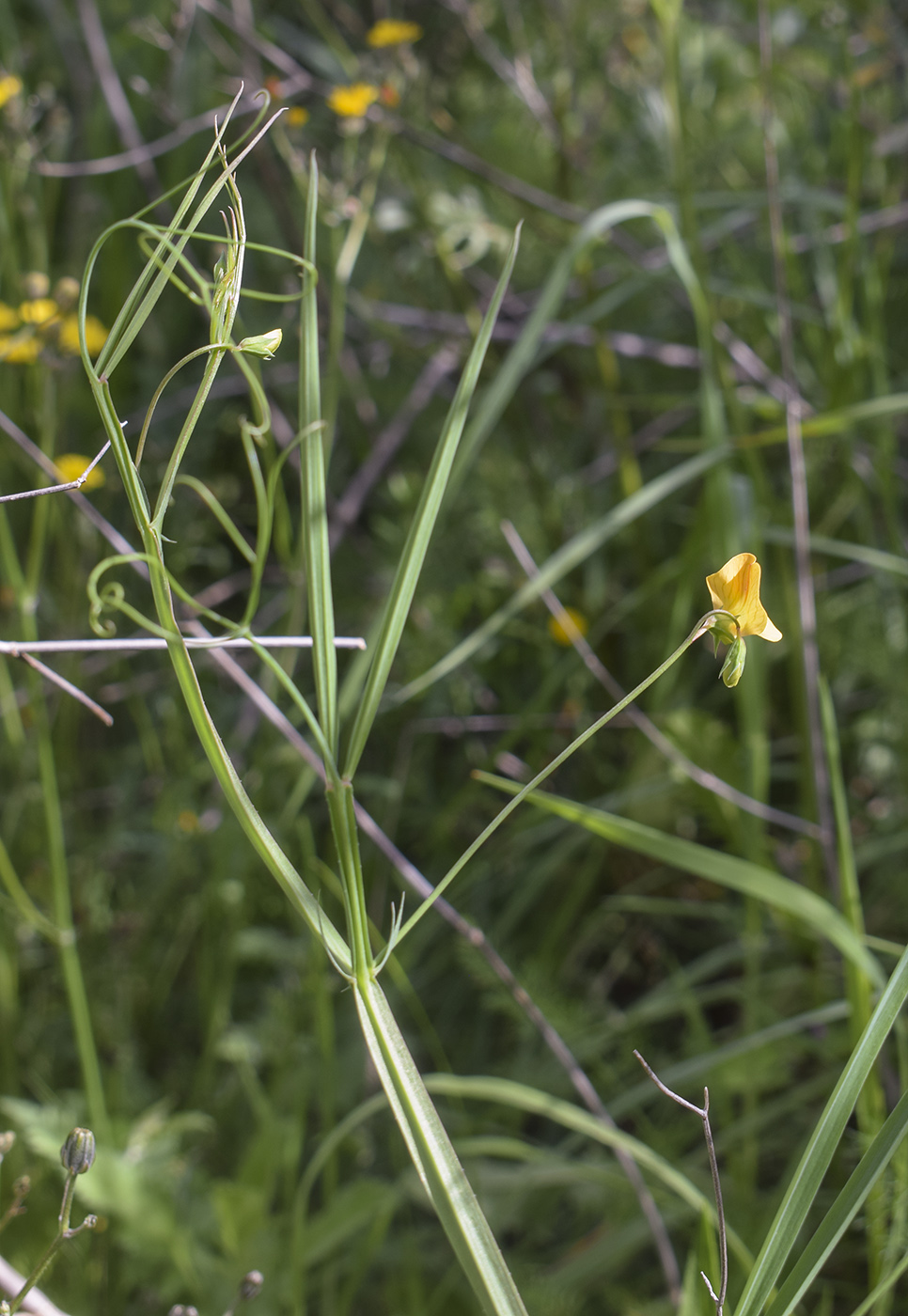 Изображение особи Lathyrus annuus.