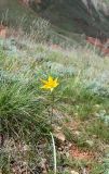 Смотреть изображение Tulipa biebersteiniana