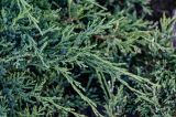 View full-size image Juniperus sabina