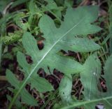Смотреть изображение Cirsium oleraceum
