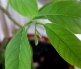 class Magnoliopsida. Характерно растущая верхушка побега (растение выращено из семени, привезённого из Израиля). Киев, 10 апреля 2010 г.