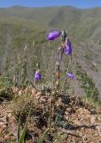 View full-size image Campanula collina