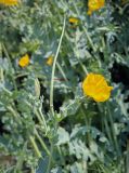 View full-size image Glaucium flavum