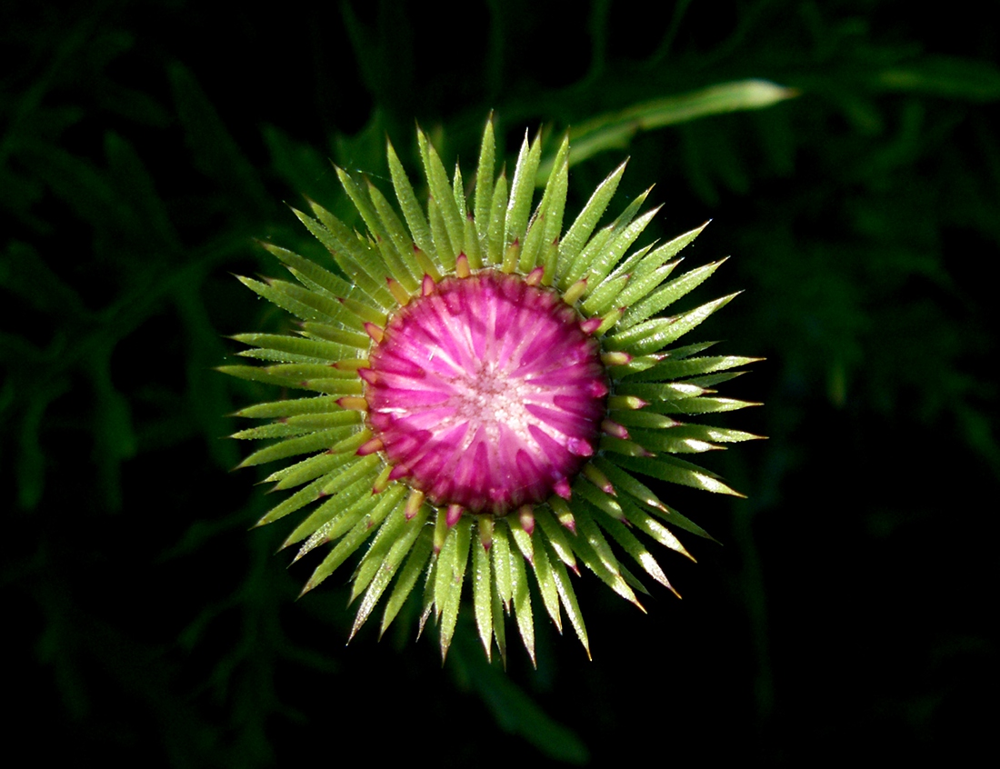 Image of genus Carduus specimen.