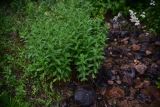 View full-size image Mentha longifolia