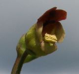 Scrophularia nodosa. Цветок (сильно увеличено). Окр. Томска, дачный участок. 5 июля 2010 г.