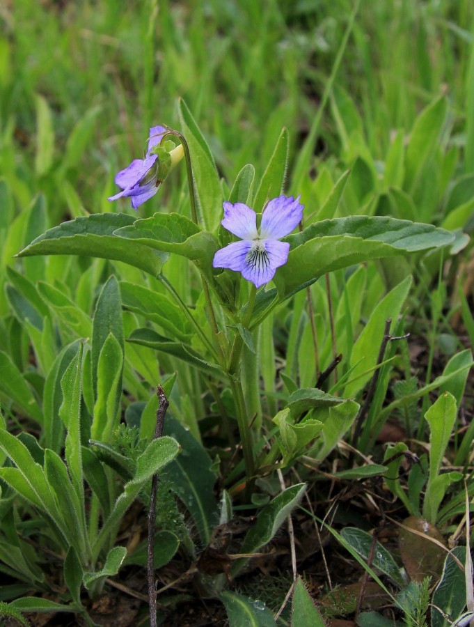 Изображение особи Viola canina.