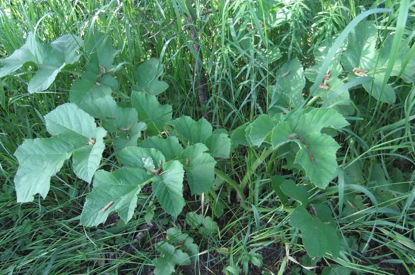 Image of Heracleum sibiricum specimen.