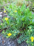 Potentilla bifurca