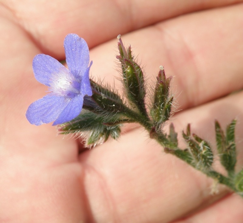 Image of Anchusa azurea specimen.