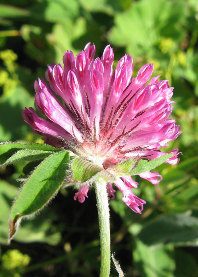 Image of Trifolium alpestre specimen.