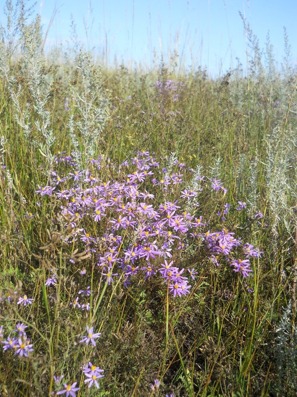 Image of Galatella angustissima specimen.