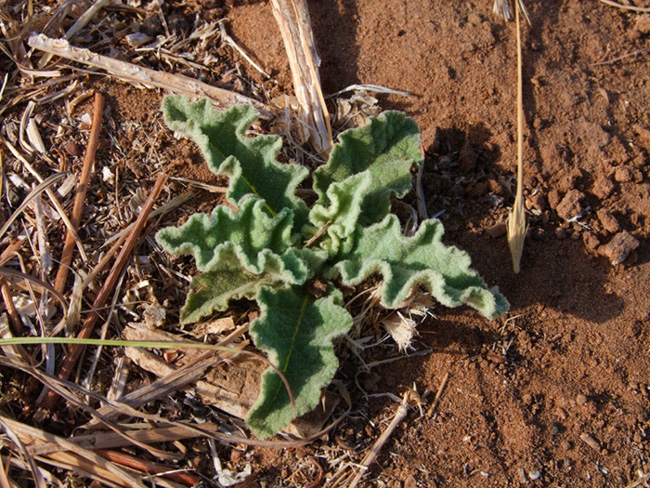 Изображение особи Verbascum sinuatum.