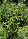 Arctium tomentosum