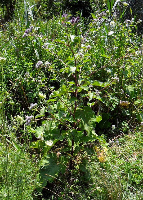 Image of Arctium tomentosum specimen.