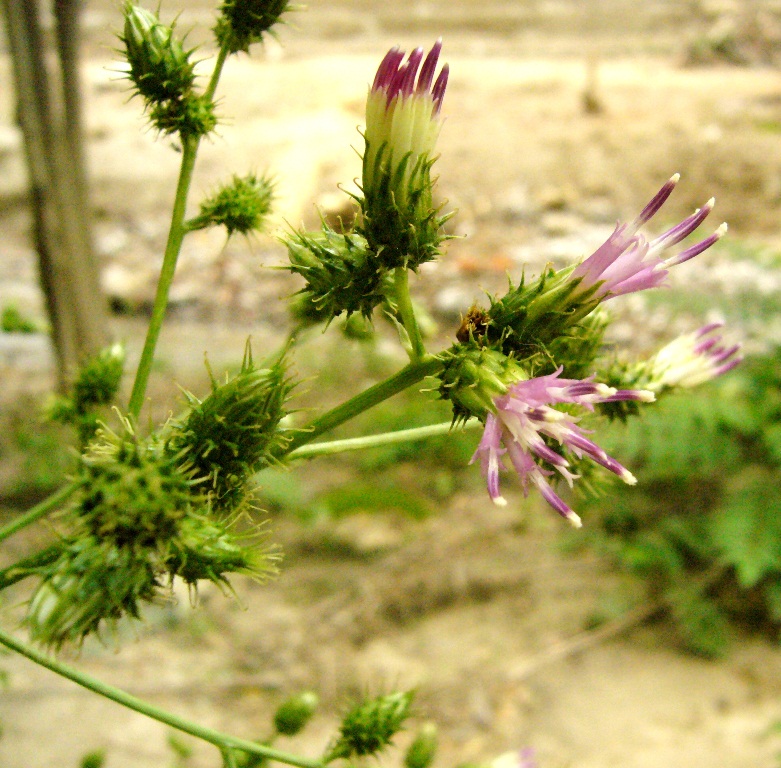 Image of Cousinia umbrosa specimen.