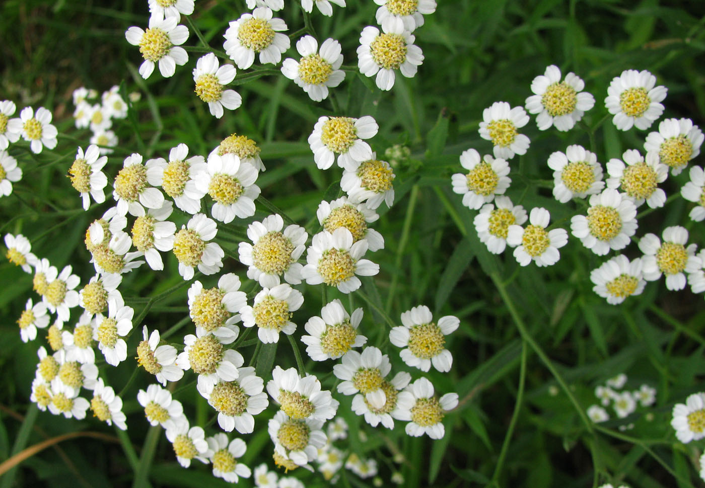 Image of Achillea cartilaginea specimen.