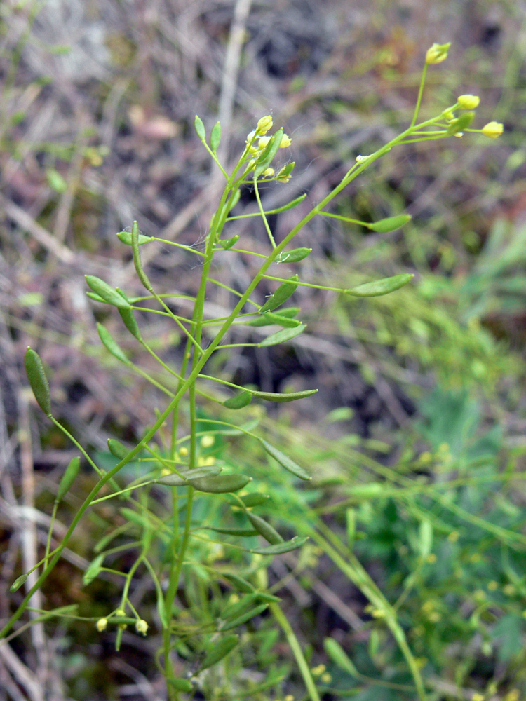 Image of Draba nemorosa specimen.