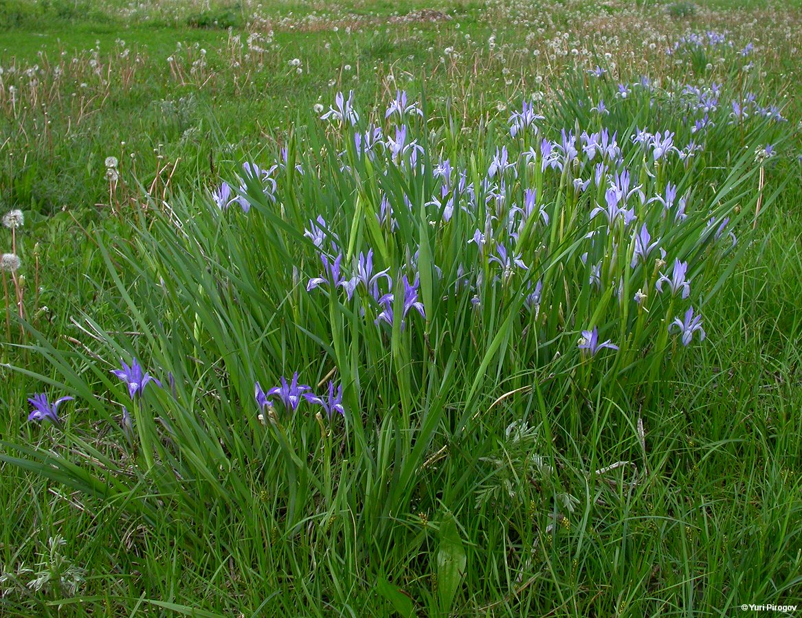 Изображение особи Iris pallasii.