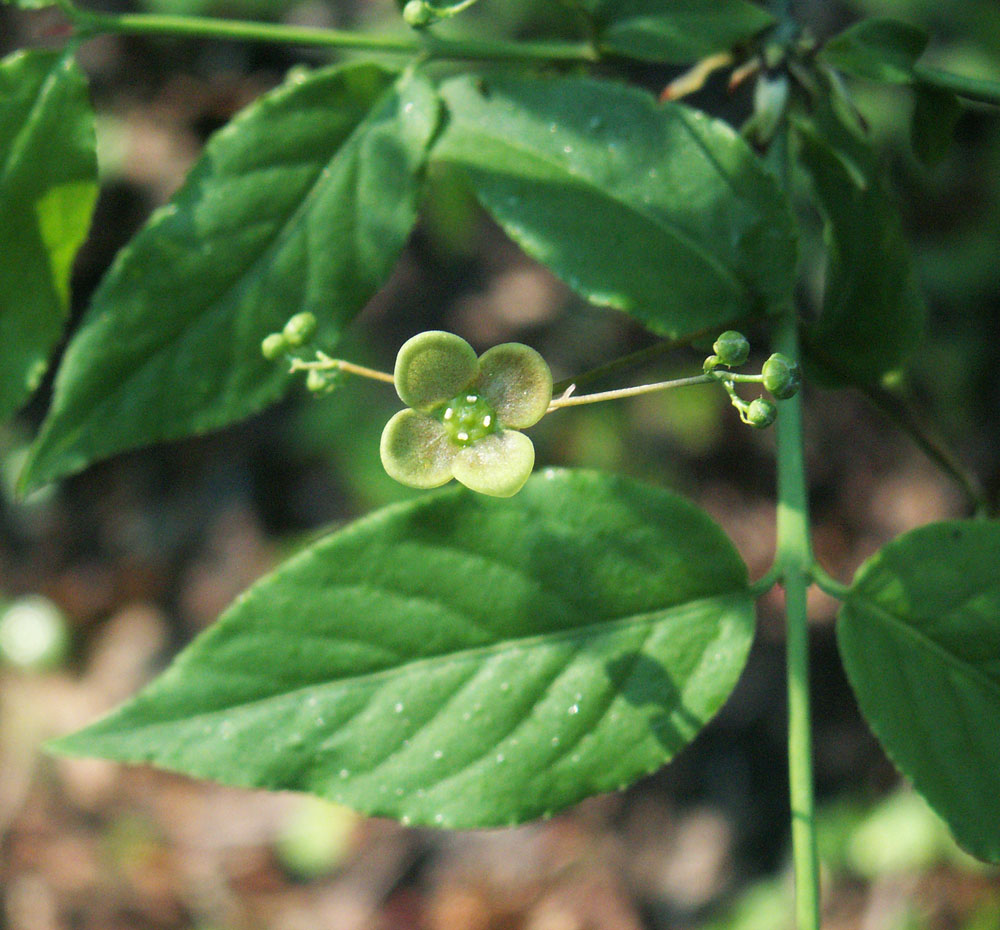 Image of Euonymus verrucosus specimen.