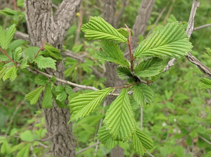 Image of Ulmus japonica specimen.