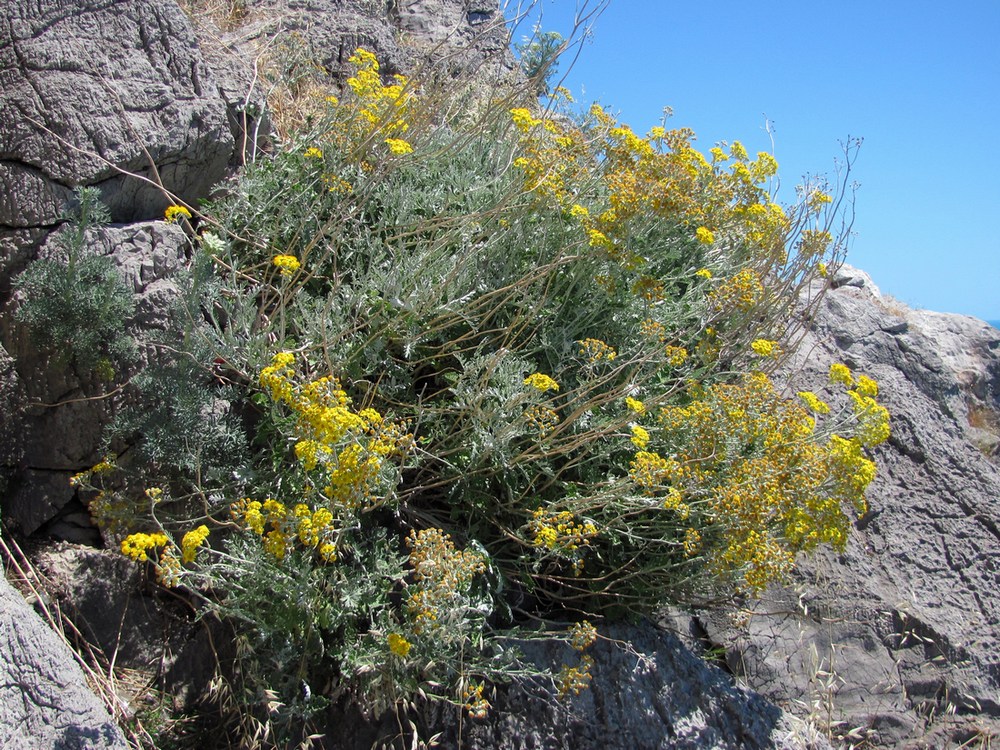 Image of Senecio cineraria specimen.