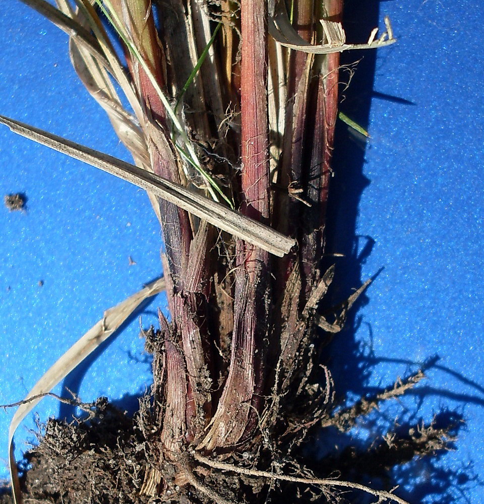 Image of Carex melanostachya specimen.