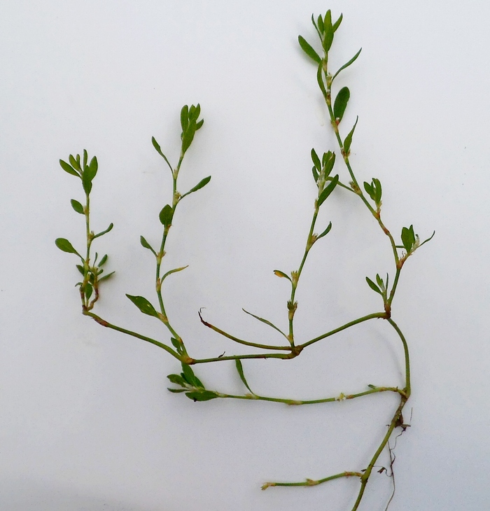 Image of Polygonum arenastrum specimen.