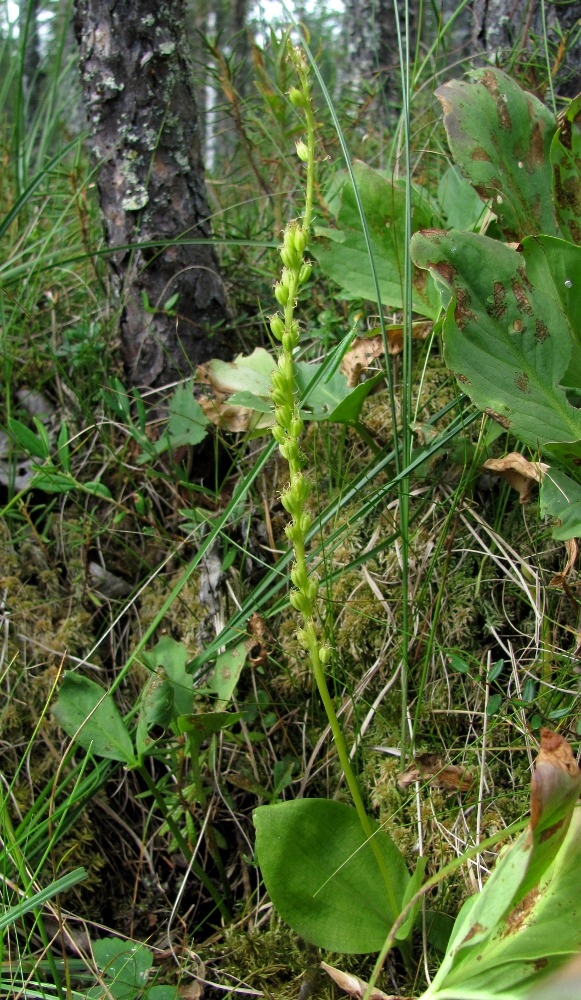 Image of Malaxis monophyllos specimen.