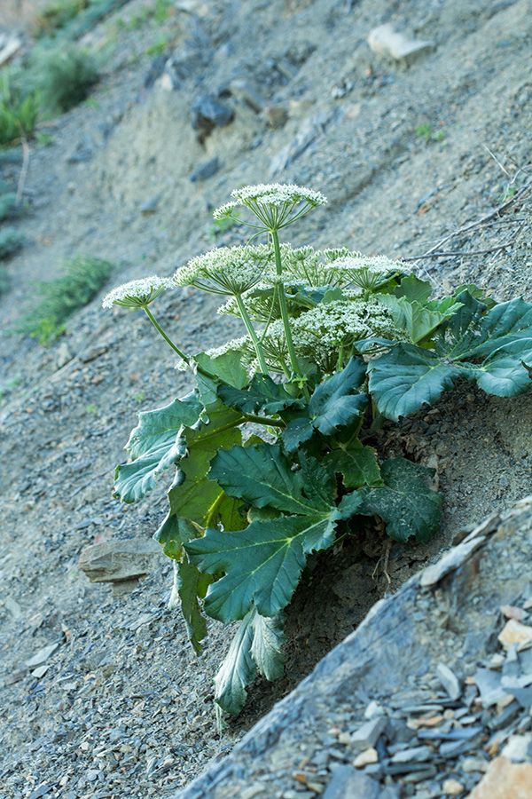 Изображение особи Heracleum stevenii.