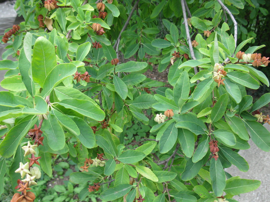 Image of Exochorda korolkowii specimen.