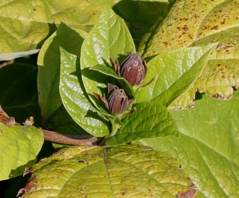 Изображение особи род Calycanthus.