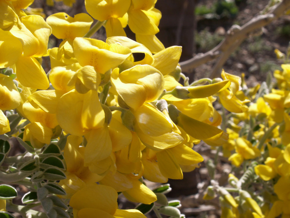 Image of Keyserlingia griffithii specimen.