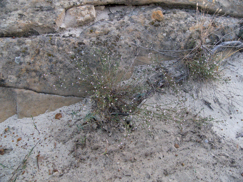 Image of genus Asperula specimen.