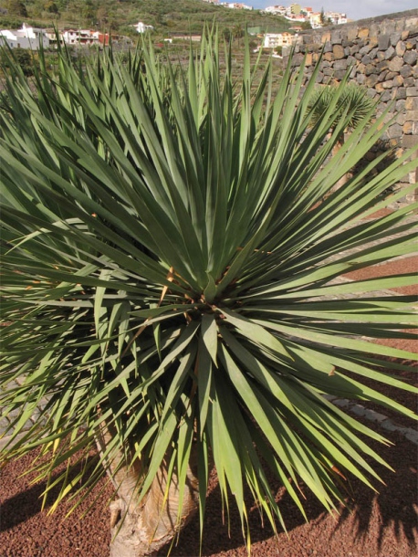 Image of Dracaena draco specimen.