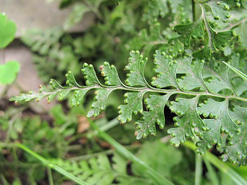 Изображение особи Dennstaedtia wilfordii.