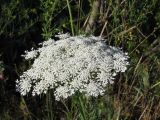 Daucus carota