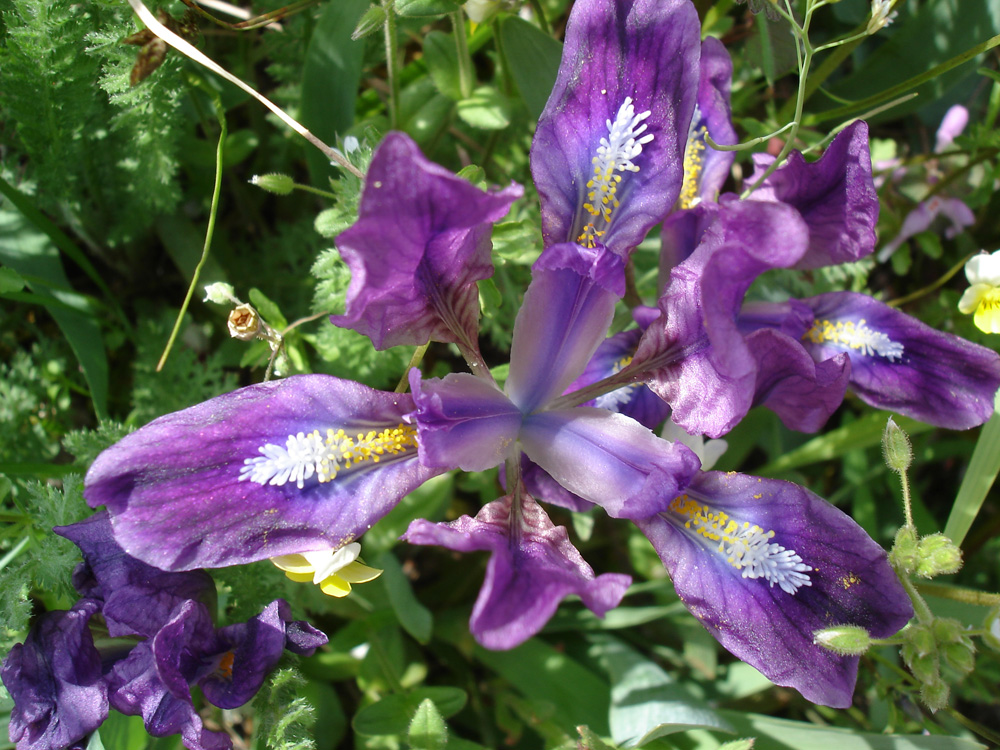 Image of Iris pumila specimen.