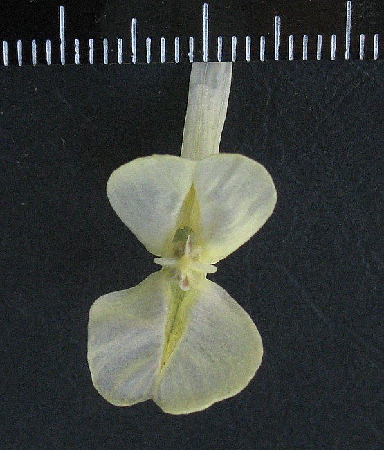 Image of Corydalis malkensis specimen.