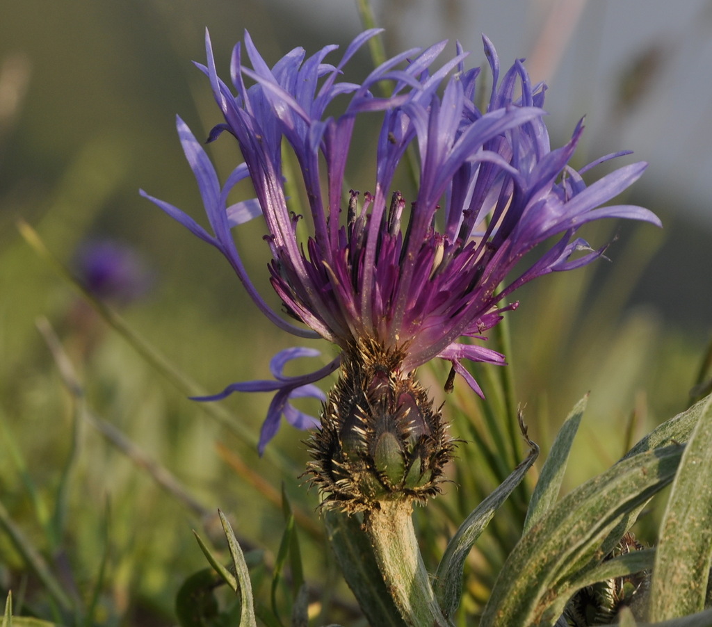 Image of Centaurea pichleri specimen.