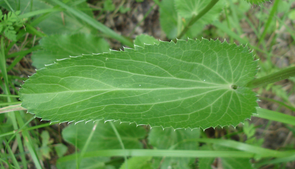 Image of Eryngium planum specimen.