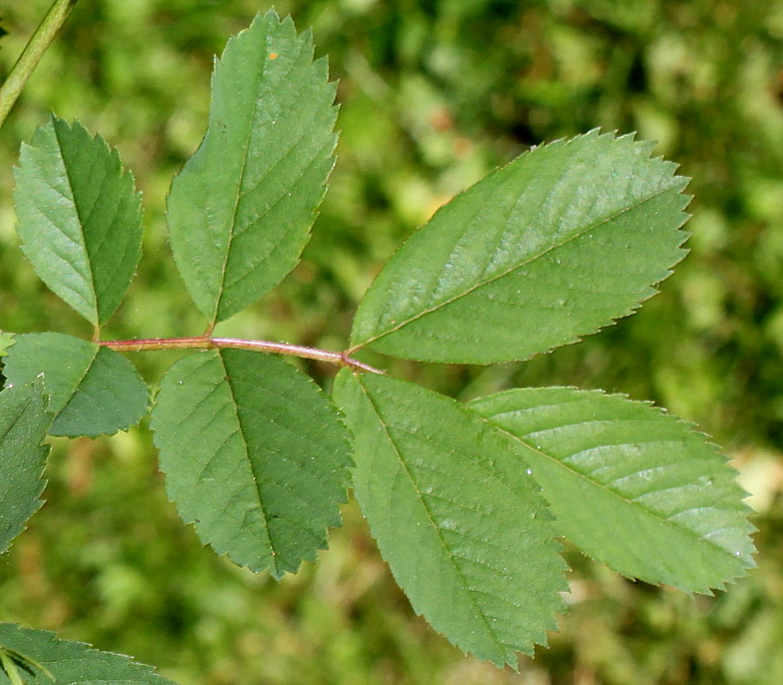 Image of Rosa gymnocarpa specimen.