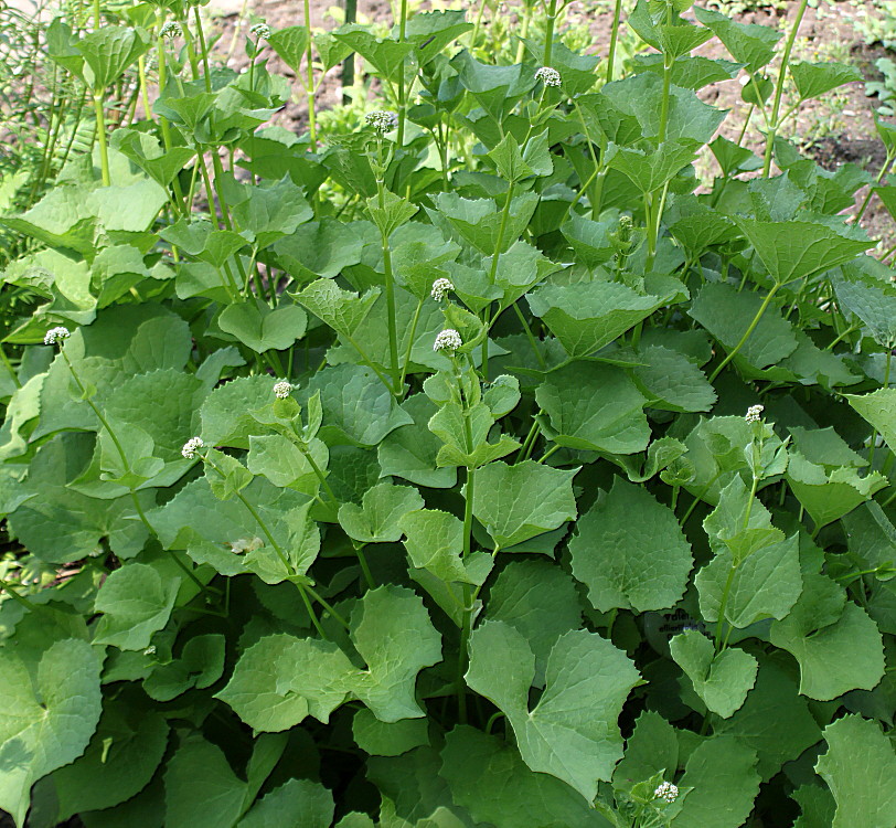 Image of Valeriana alliariifolia specimen.