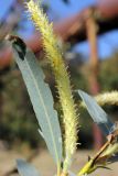 Salix blakii