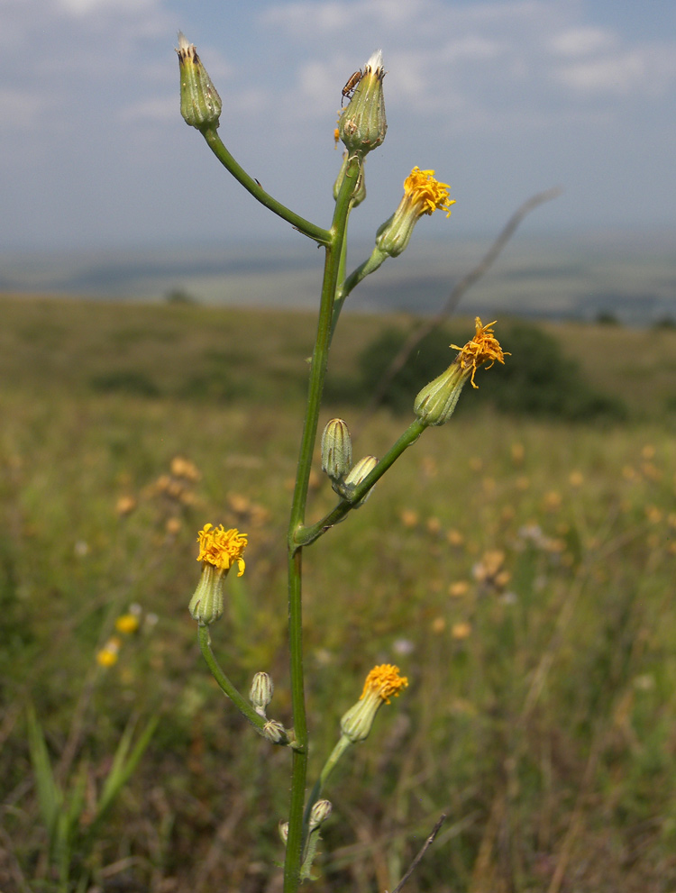 Изображение особи Crepis pannonica.